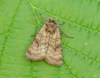73.358 BF2133 Six-striped Rustic Xestia sexstrigata