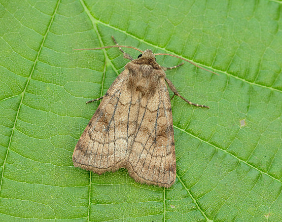 73.358 BF2133 Six-striped Rustic Xestia sexstrigata