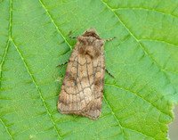 73.358 BF2133 Six-striped Rustic Xestia sexstrigata