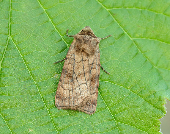 73.358 BF2133 Six-striped Rustic Xestia sexstrigata