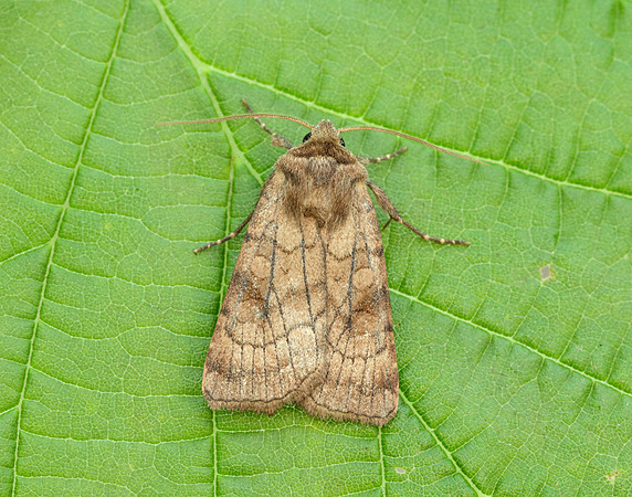 73.358 BF2133 Six-striped Rustic Xestia sexstrigata