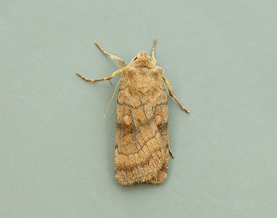 73.358 BF2133 Six-striped Rustic Xestia sexstrigata