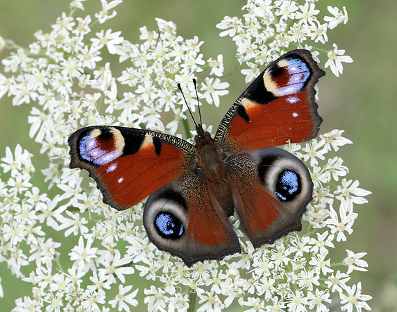 Peacock Aglais io
