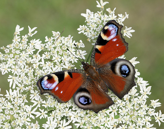 Peacock Aglais io