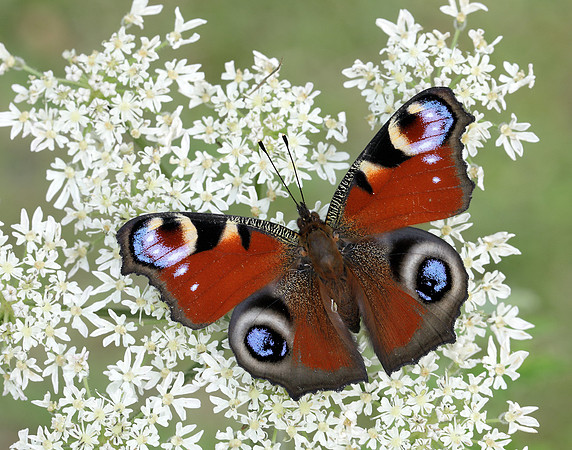 Peacock Aglais io