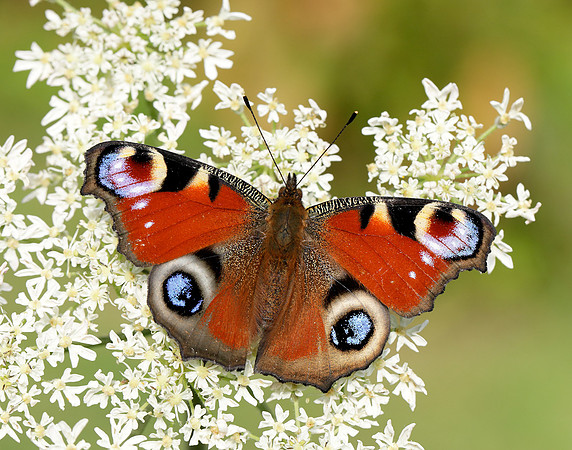 Peacock Aglais io