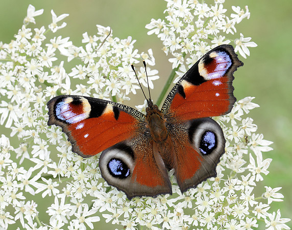 Peacock Aglais io