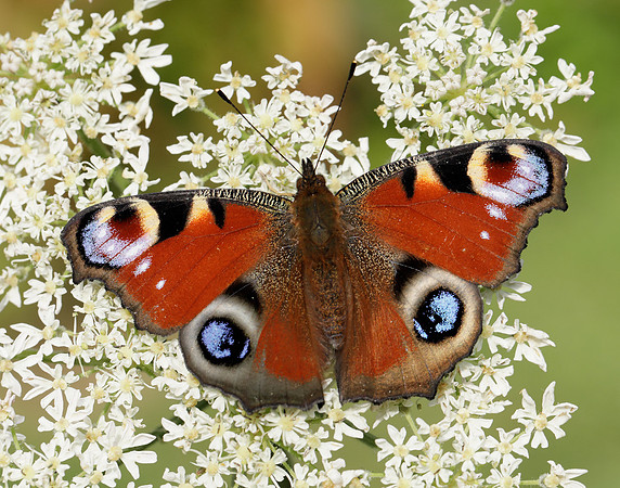 Peacock Aglais io