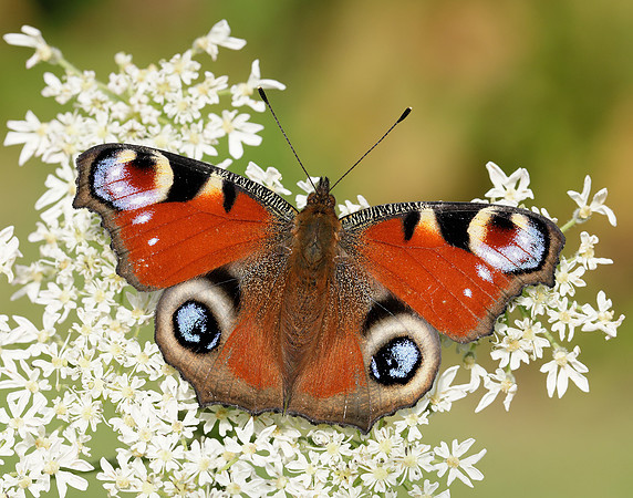 Peacock Aglais io