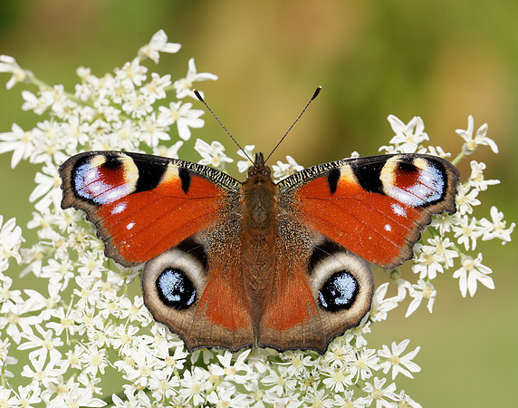 Peacock Aglais io