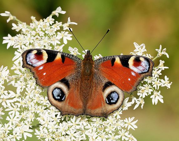 Peacock Aglais io