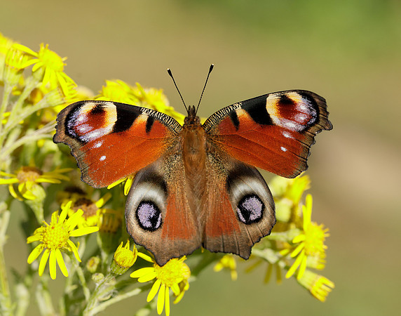 Peacock Aglais io