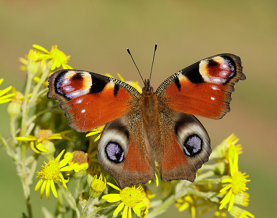 Peacock Aglais io