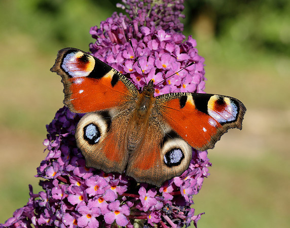Peacock Aglais io