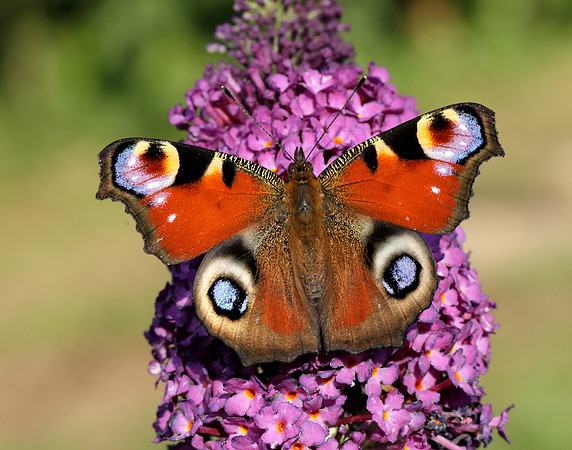 Peacock Aglais io