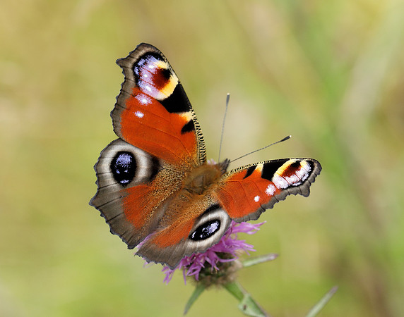 Peacock Aglais io