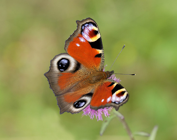 Peacock Aglais io