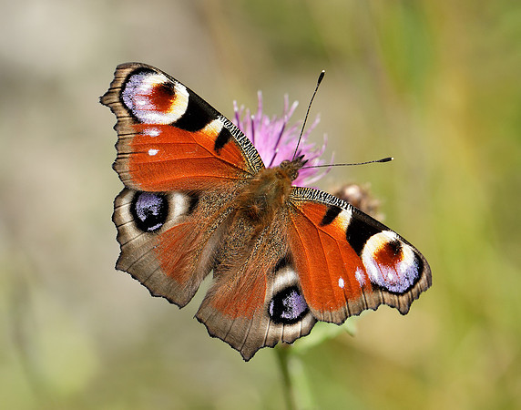 Peacock Aglais io