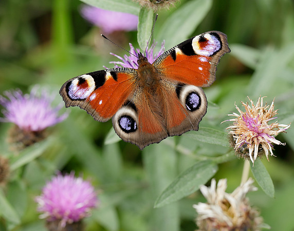 Peacock Aglais io