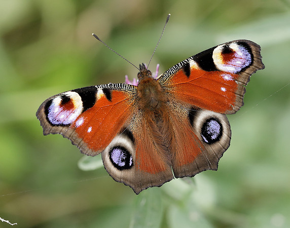 Peacock Aglais io