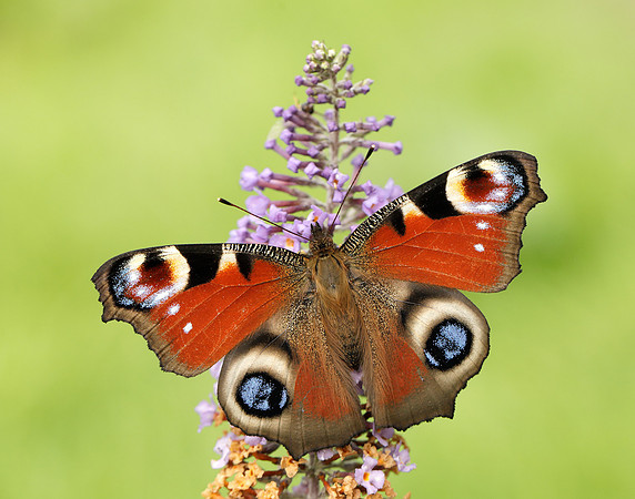 Peacock Aglais io