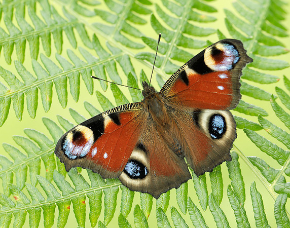 Peacock Aglais io