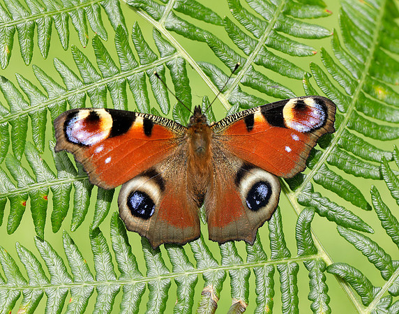 Peacock Aglais io
