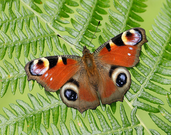 Peacock Aglais io