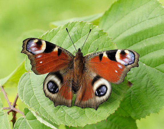 Peacock Aglais io