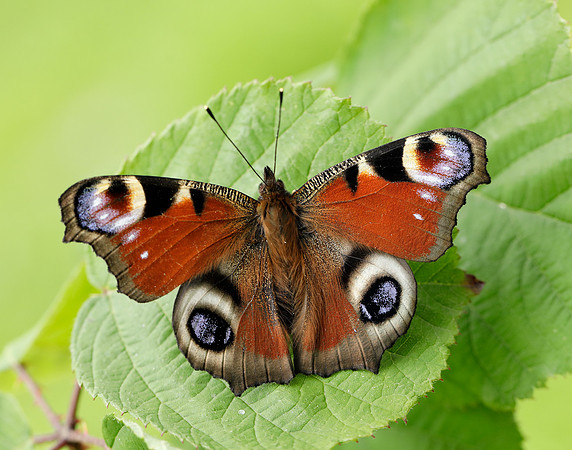 Peacock Aglais io