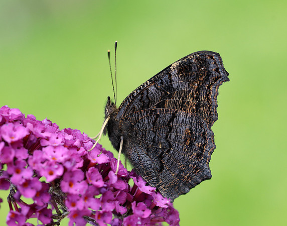 Peacock Aglais io
