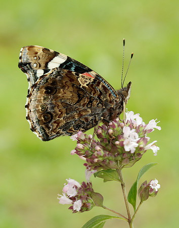 Red Admiral Vanessa atalanta