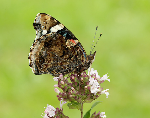 Red Admiral Vanessa atalanta