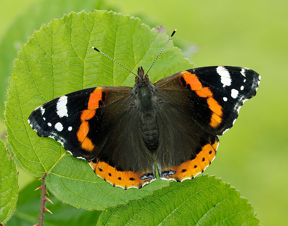 Red Admiral Vanessa atalanta