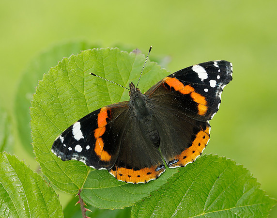 Red Admiral Vanessa atalanta
