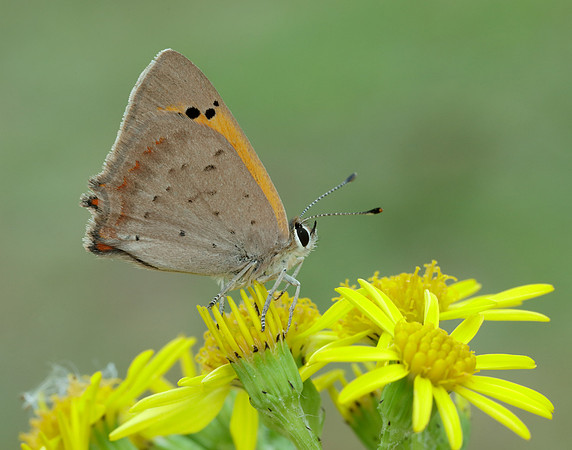 Small Copper Lycaena phlaeas