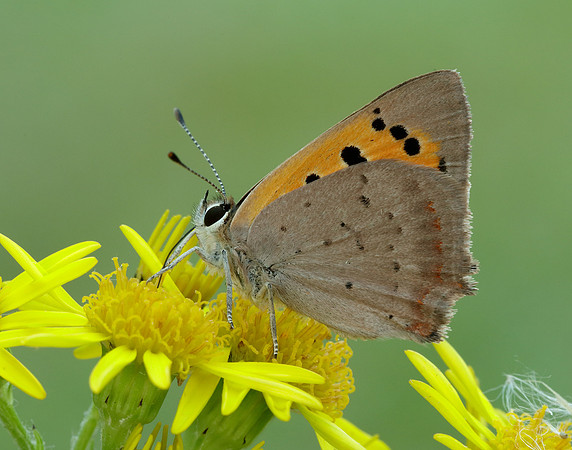 Small Copper Lycaena phlaeas
