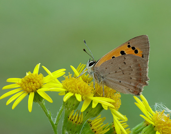 Small Copper Lycaena phlaeas