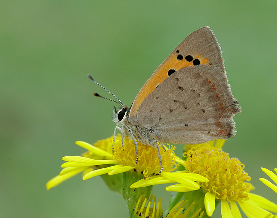 Small Copper Lycaena phlaeas