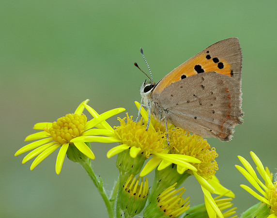 Small Copper Lycaena phlaeas