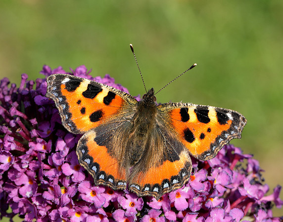 Small Tortoiseshell Aglais urticae