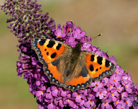 Small Tortoiseshell Aglais urticae