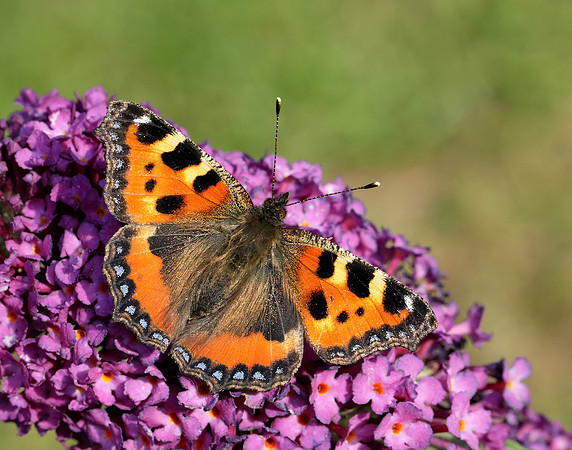 Small Tortoiseshell Aglais urticae