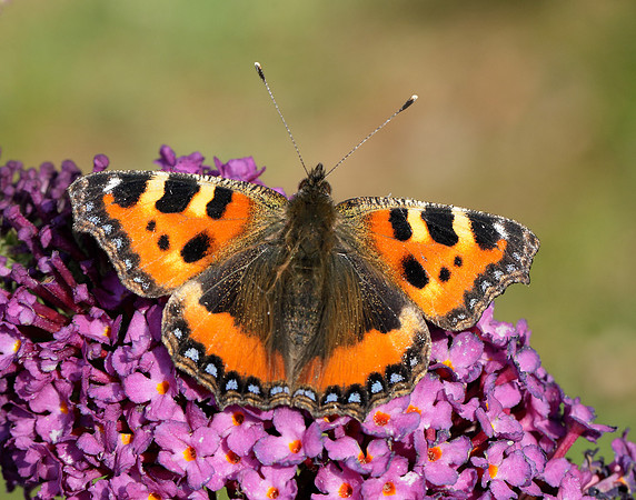 Small Tortoiseshell Aglais urticae