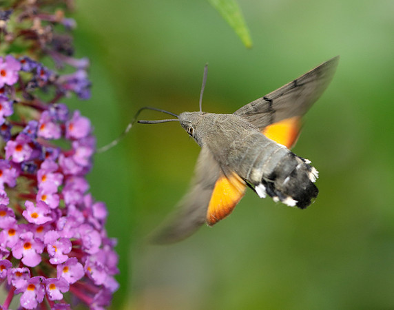 69.010 BF1984 Hummingbird Hawk-moth Macroglossum stellatarum