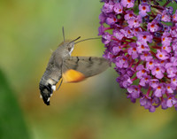 69.010 BF1984 Hummingbird Hawk-moth Macroglossum stellatarum