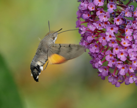 69.010 BF1984 Hummingbird Hawk-moth Macroglossum stellatarum