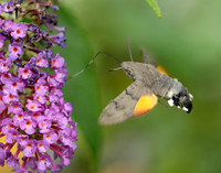 69.010 BF1984 Hummingbird Hawk-moth Macroglossum stellatarum