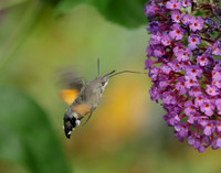 69.010 BF1984 Hummingbird Hawk-moth Macroglossum stellatarum