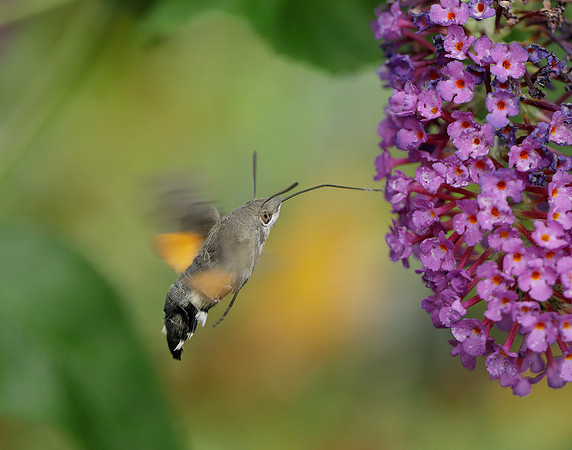 69.010 BF1984 Hummingbird Hawk-moth Macroglossum stellatarum